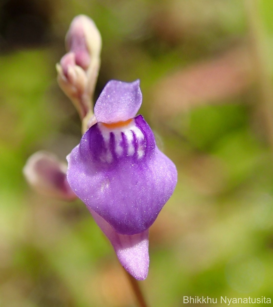 Utricularia caerulea L.